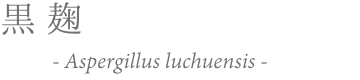 黒麹 Aspergillus luchuensis